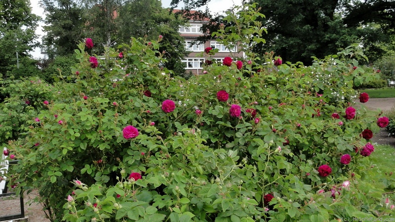 'Duc de Fitzjames' rose photo