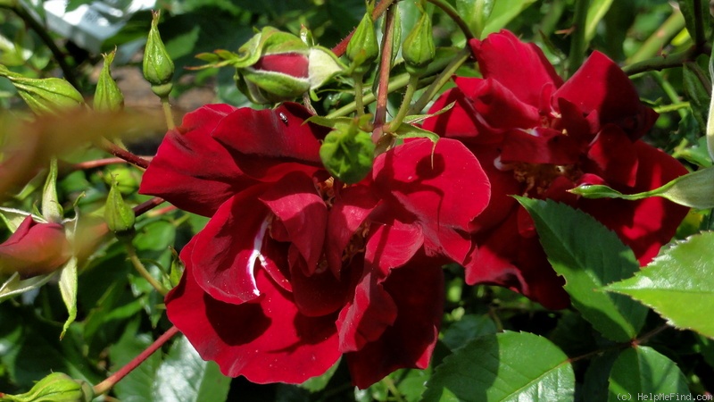 'Crimson Conquest' rose photo