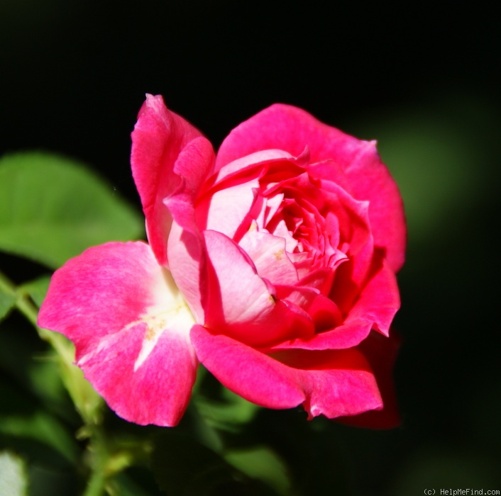 'Let's Celebrate (floribunda, Fryer, 2011)' rose photo