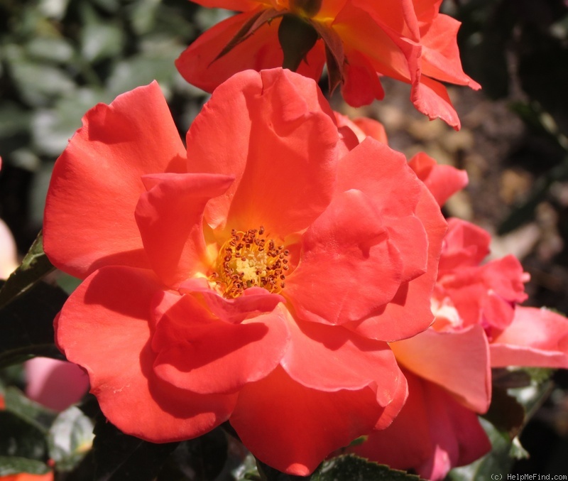 'Spanish Sunset ™' rose photo