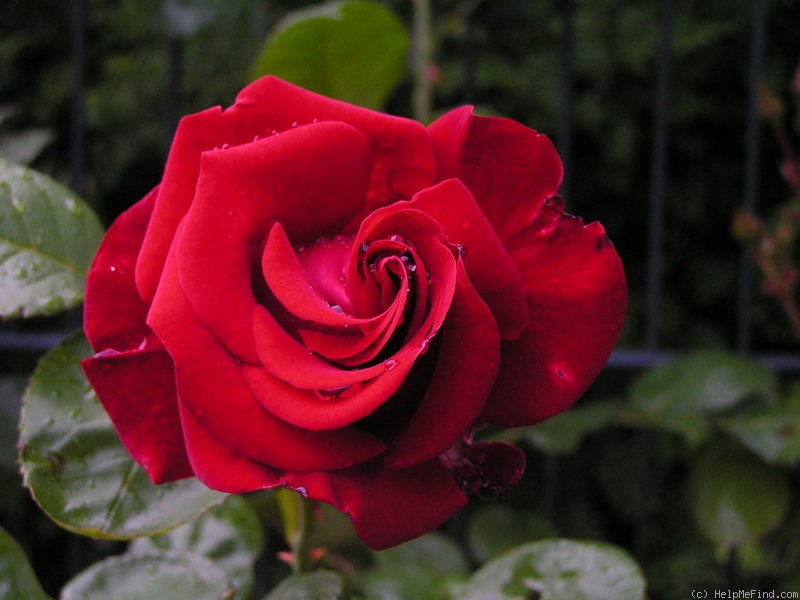 'Santana (climber, Tantau, 1985)' rose, click to enlarge 'Santana (climber, Tantau, 1985)' rose photo