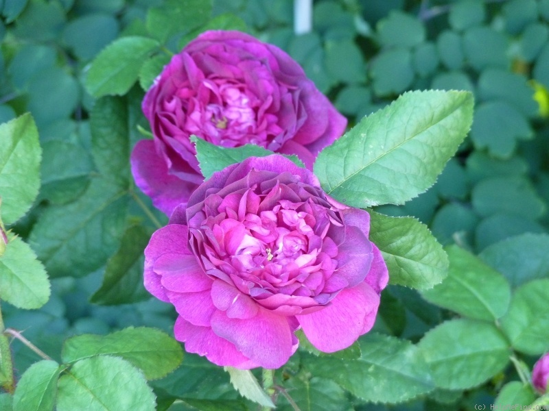 'Indigo (portland, Laffay, 1843)' rose photo