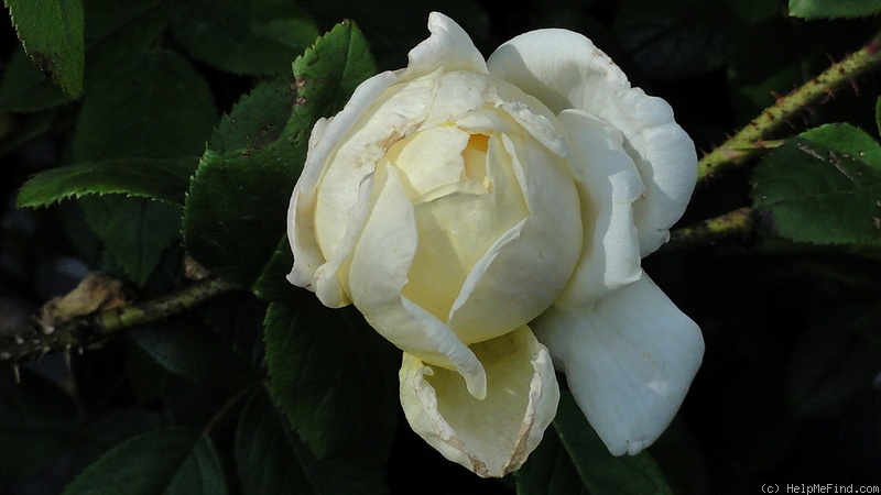 'Golden Moss' rose photo