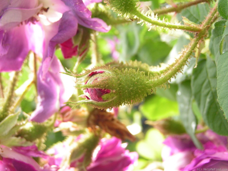 'William Lobb (Moss, Laffay 1855)' rose photo