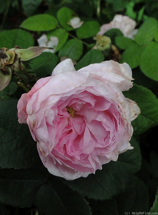 'De Schelfhout' rose photo