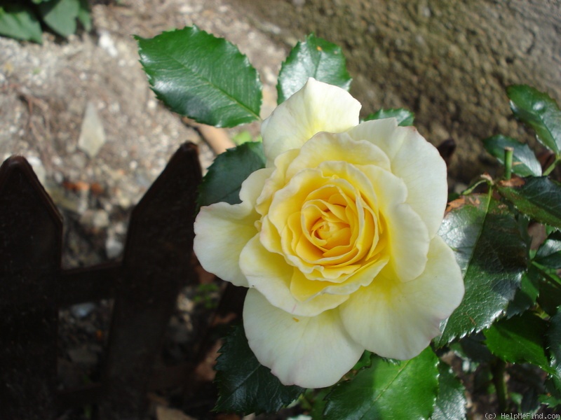 'Leverkusen' rose photo