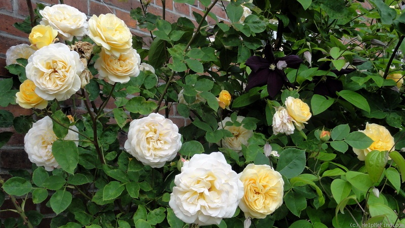 'Yellow Charles Austin ®' rose photo