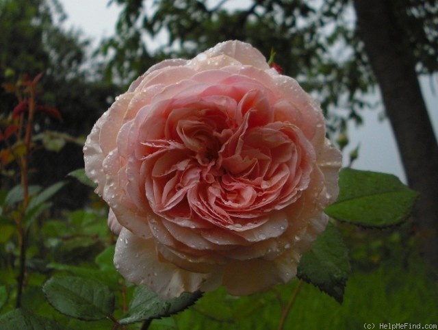 'A Shropshire Lad' rose photo