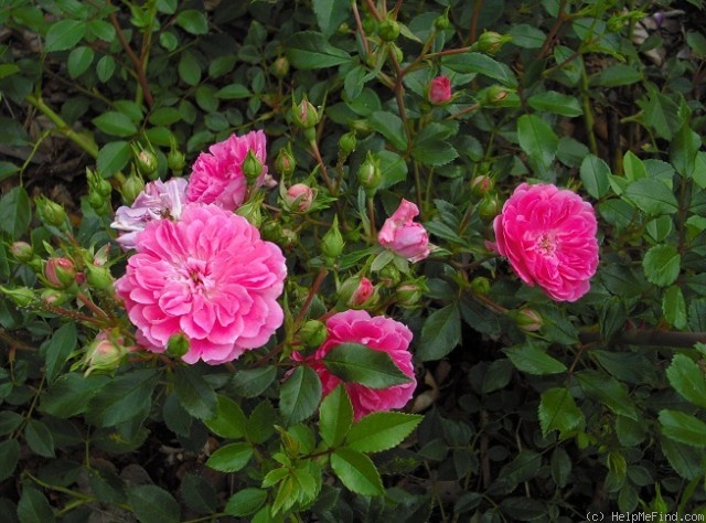 'Veneda' rose photo