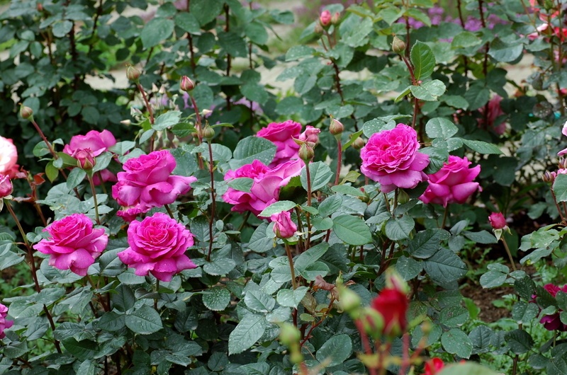 'Chartreuse de Parme' rose photo