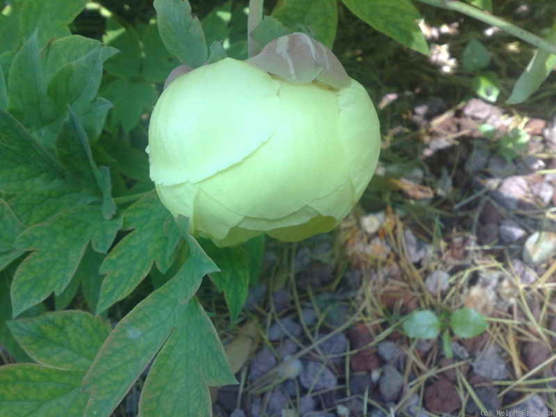 'Alice Harding (hybrid lutea, Lemoine, 1935)' peony photo