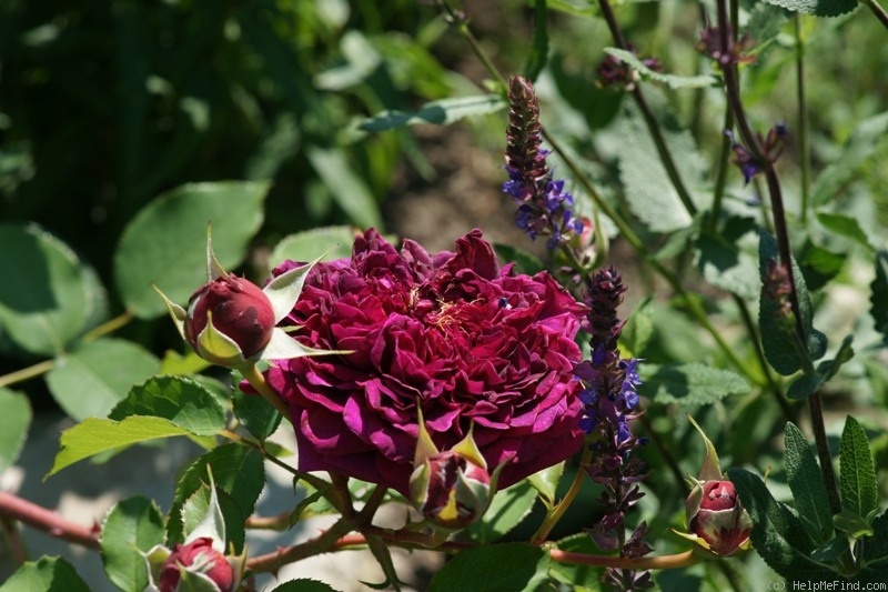 'William Shakespeare 2000 ™ (shrub, Austin 1994)' rose photo