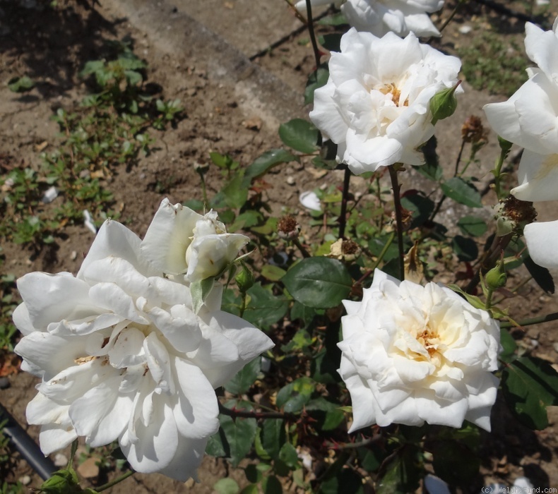 'Hubička' rose photo