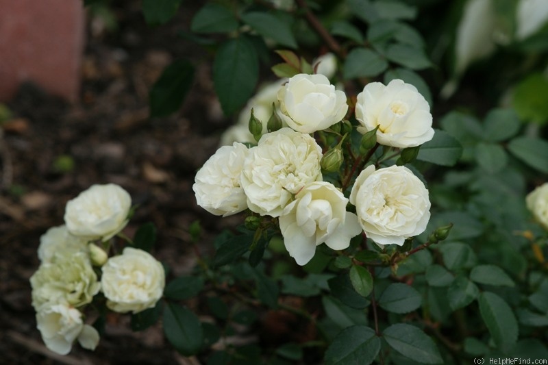 'Green Ice (miniature, Moore 1971)' rose photo