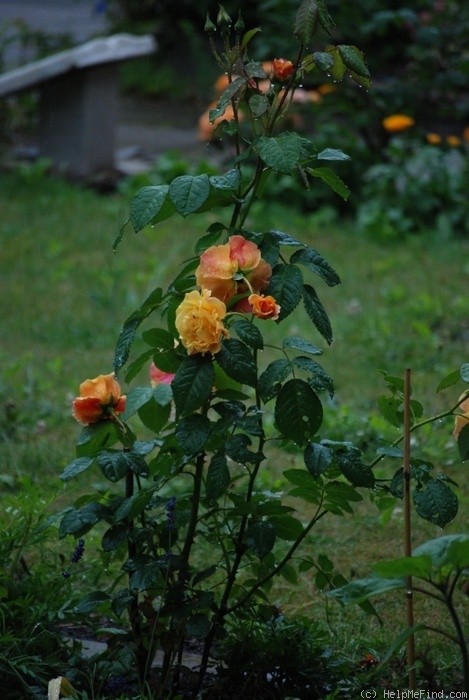 'Postillion ® (shrub, Kordes 1998)' rose photo