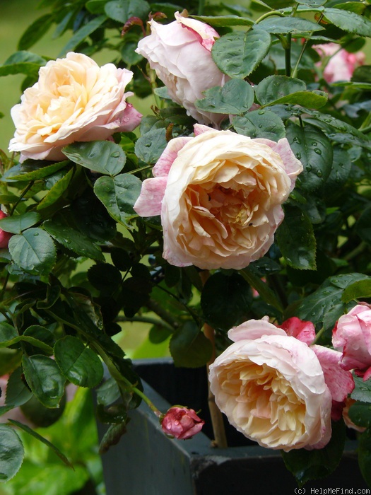 'Apricot Morning' rose photo