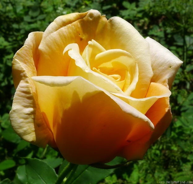 'Soeur Thérèse' rose photo