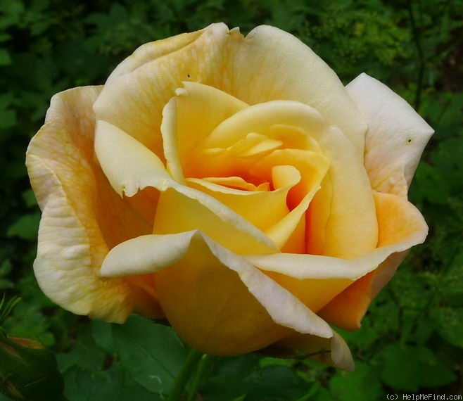 'Soeur Thérèse' rose photo