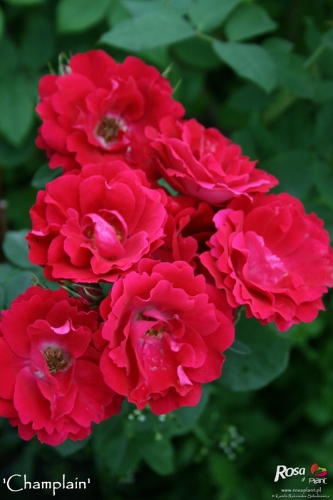 'Champlain' rose photo