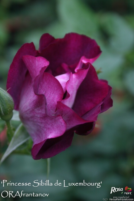 'Orafrantanov' rose photo