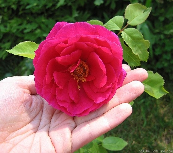 'Siren's Keep' rose photo