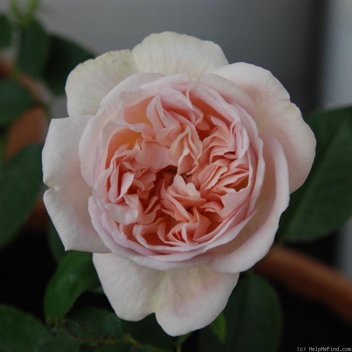 'Souvenir de la Malmaison' rose, click to enlarge 'Souvenir de la Malmaison' rose photo