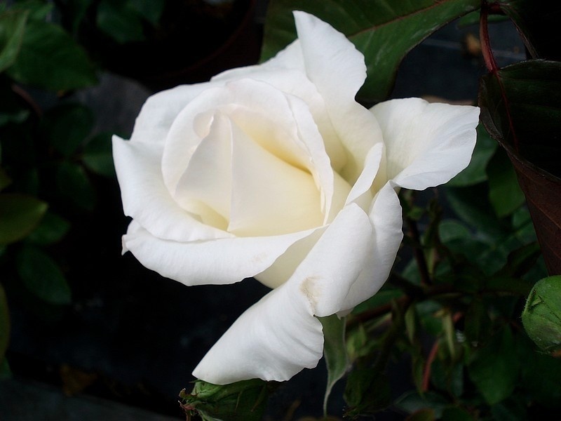 'Michèle Torr ®' rose photo