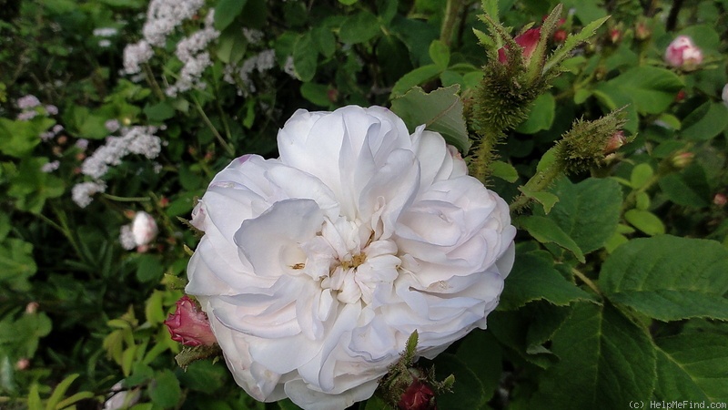 'Comtesse de Murinais (moss, Vibert, 1842)' rose photo