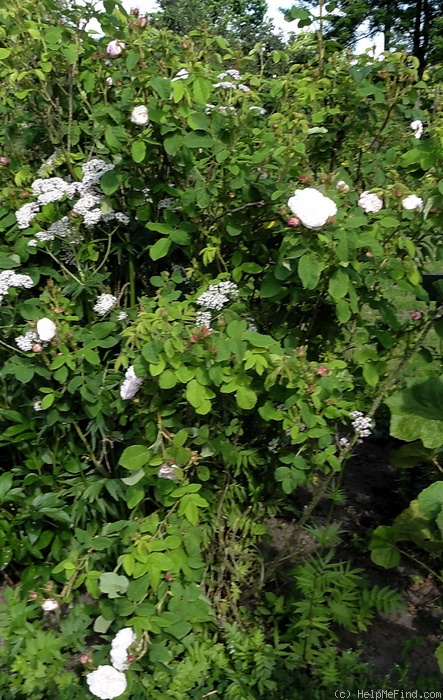 'Comtesse de Murinais (moss, Vibert, 1842)' rose photo