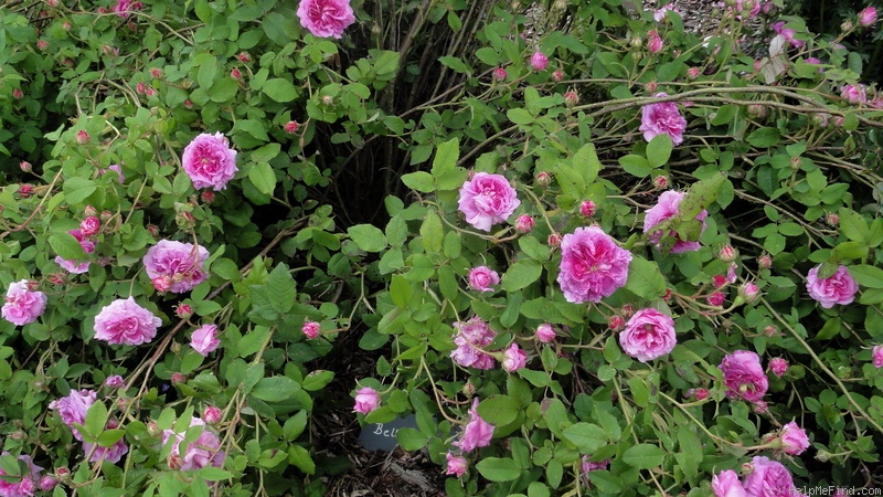 'Belle de Crécy (Gallica, Roeser, 1829)' rose, click to enlarge 'Belle de Crécy (Gallica, Roeser, 1829)' rose photo