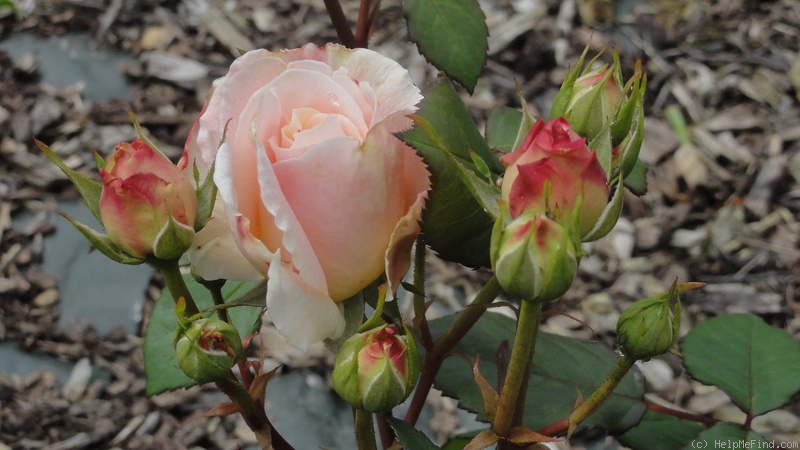 'Gruss an Aachen (Hybrid Tea, Hinner 1909)' rose photo