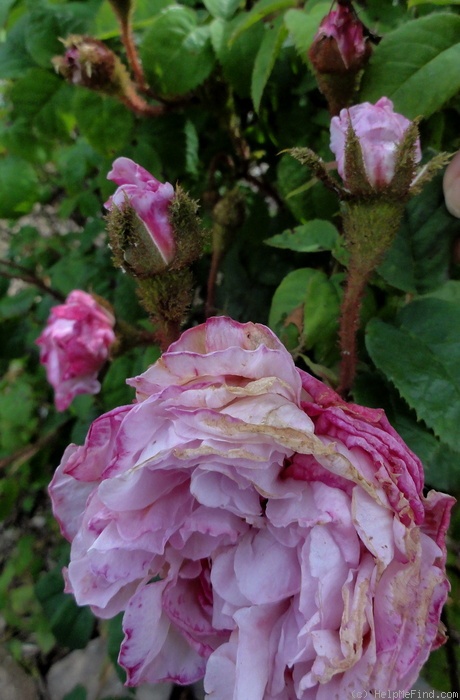 'Lucie Duplessis' rose photo