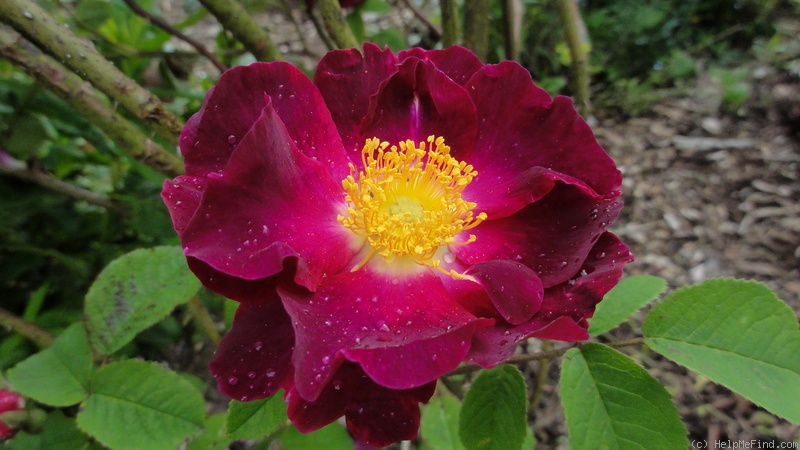 'Violacea (gallica)' rose photo