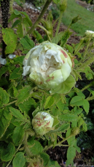 'Blanche Simon' rose photo