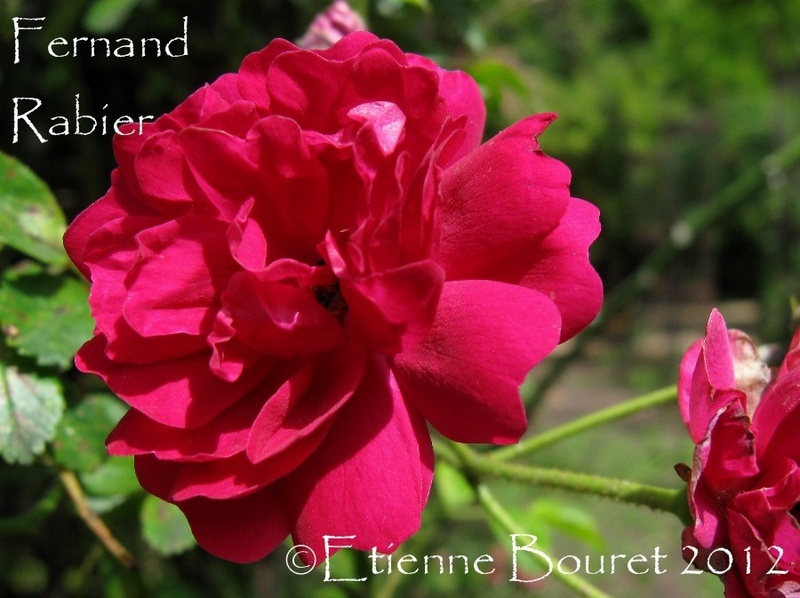 'Fernand Rabier' rose photo
