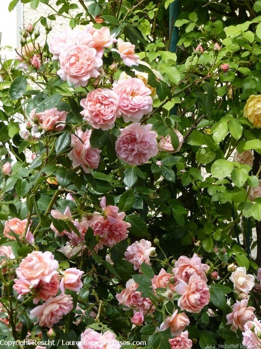 'Colette ® (hybrid tea, Meilland, 1994)' rose photo