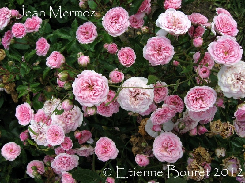'Jean Mermoz' rose photo
