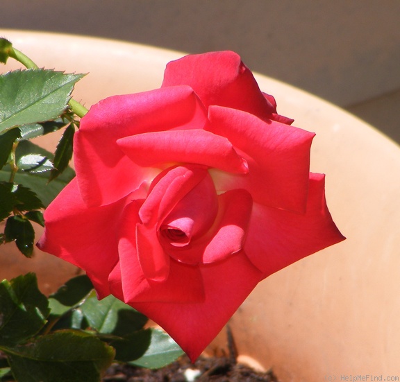 'Patron' rose photo