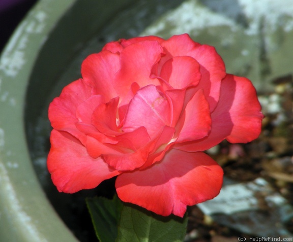 'First and Foremost' rose photo