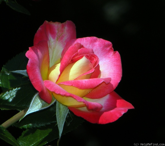 'Dick Clark ®' rose photo