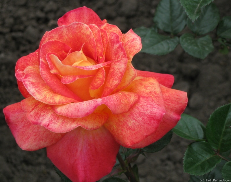 'Soyouz' rose photo