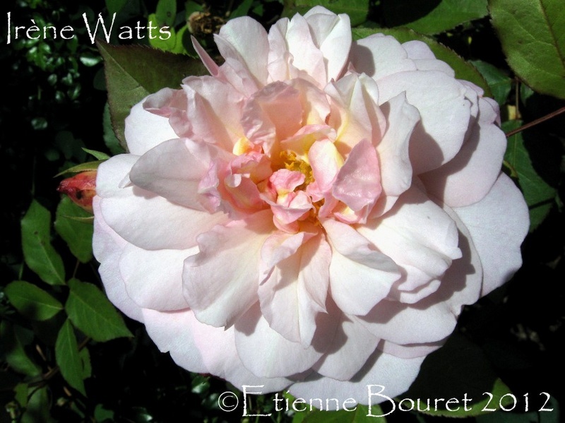 'Irène Watts (china, Guillot 1895)' rose photo