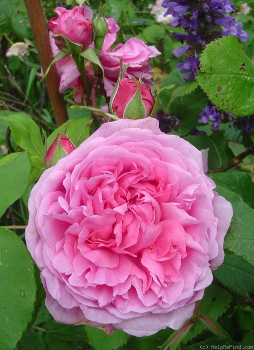 'Madame Boll' rose photo