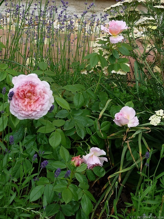 'Rosenfaszination (floribunda, Schultheis, 2011)' rose photo