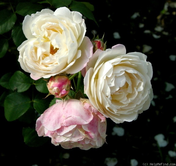 'André Brichet' rose, click to enlarge 'André Brichet' rose photo