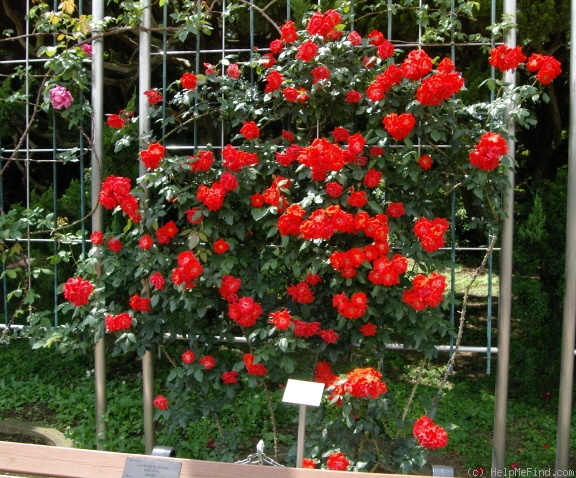 'Bischofsstadt Paderborn ® (shrub, Kordes 1964)' rose photo