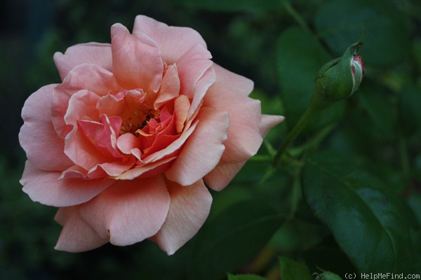 'Royal Sunset' rose photo