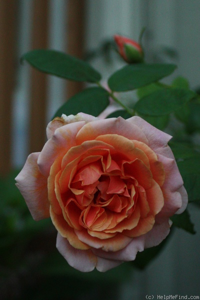 'Royal Sunset' rose, click to enlarge 'Royal Sunset' rose photo