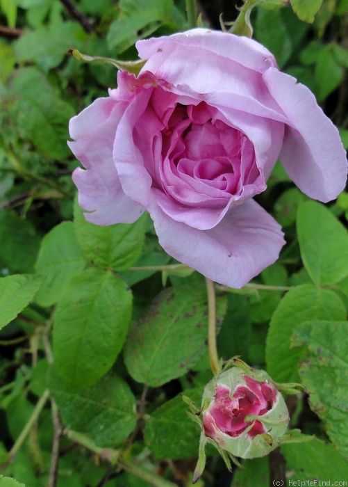 'Ypsilanti (gallica, Vibert, 1821)' rose photo