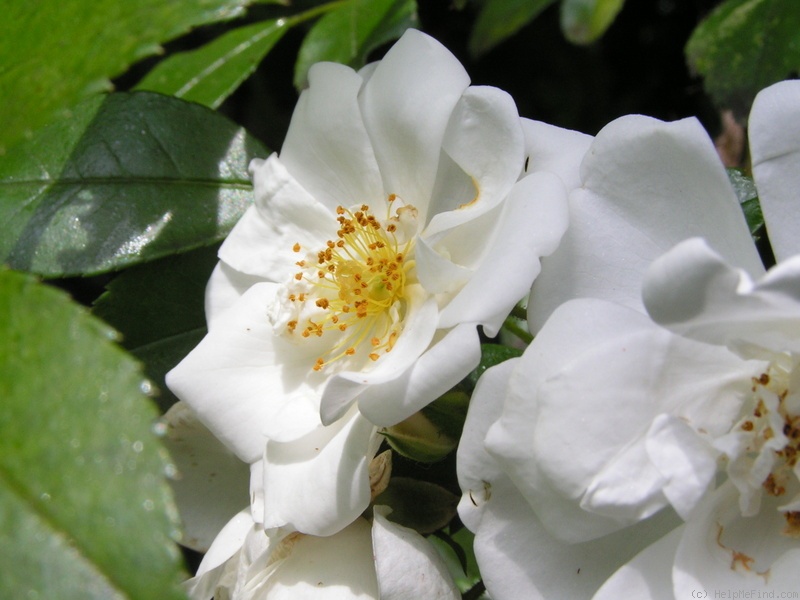 'Sander's White Rambler' rose photo